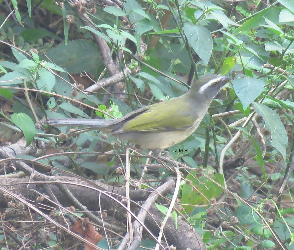 Green-winged Saltator - ML276161951