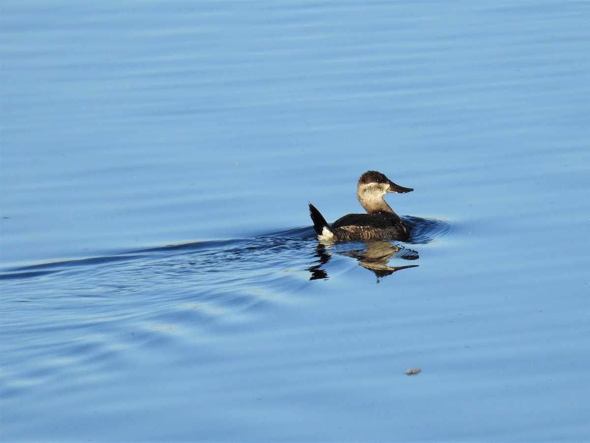 Ruddy Duck - ML276162091