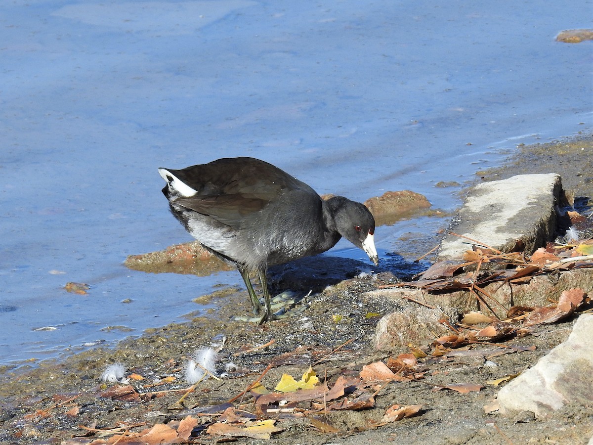 American Coot - ML276162161