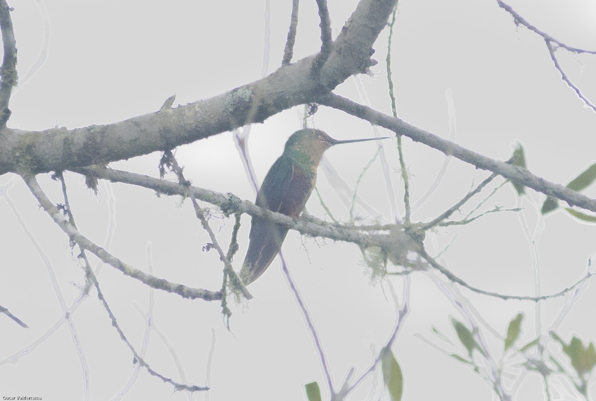 Blue-throated Starfrontlet - ML276162321