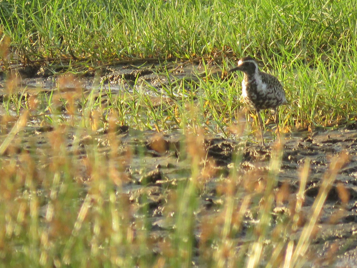 Pacific Golden-Plover - Eric R. Gulson C.