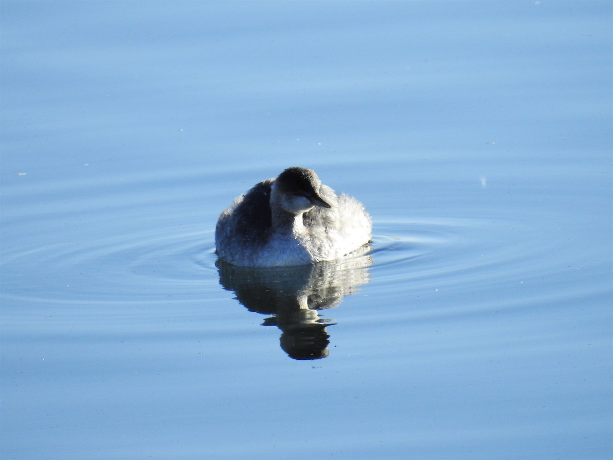 Eared Grebe - Jane Baryames