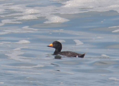 amerikasvartand - ML27616241