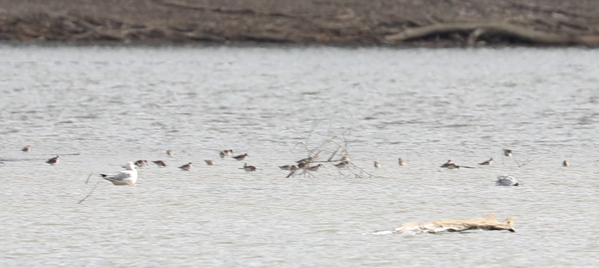 Dunlin - David Nicosia