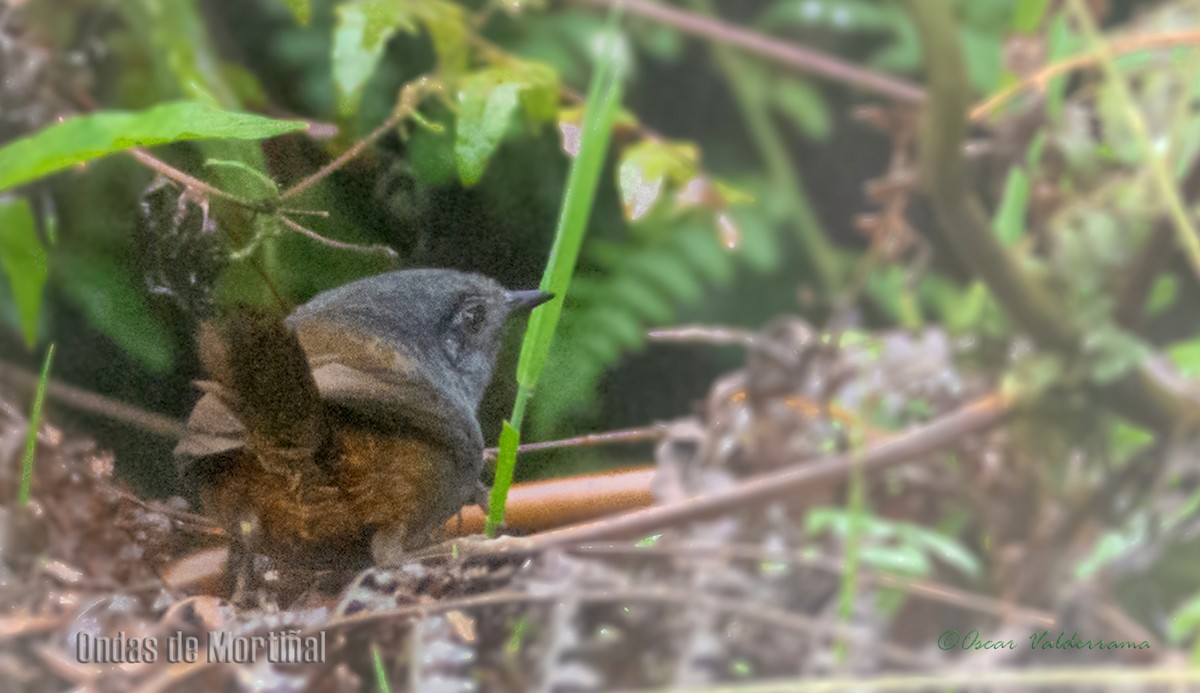 Blackish Tapaculo - ML276163851