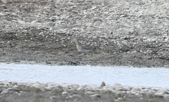 Pectoral Sandpiper - ML276163931