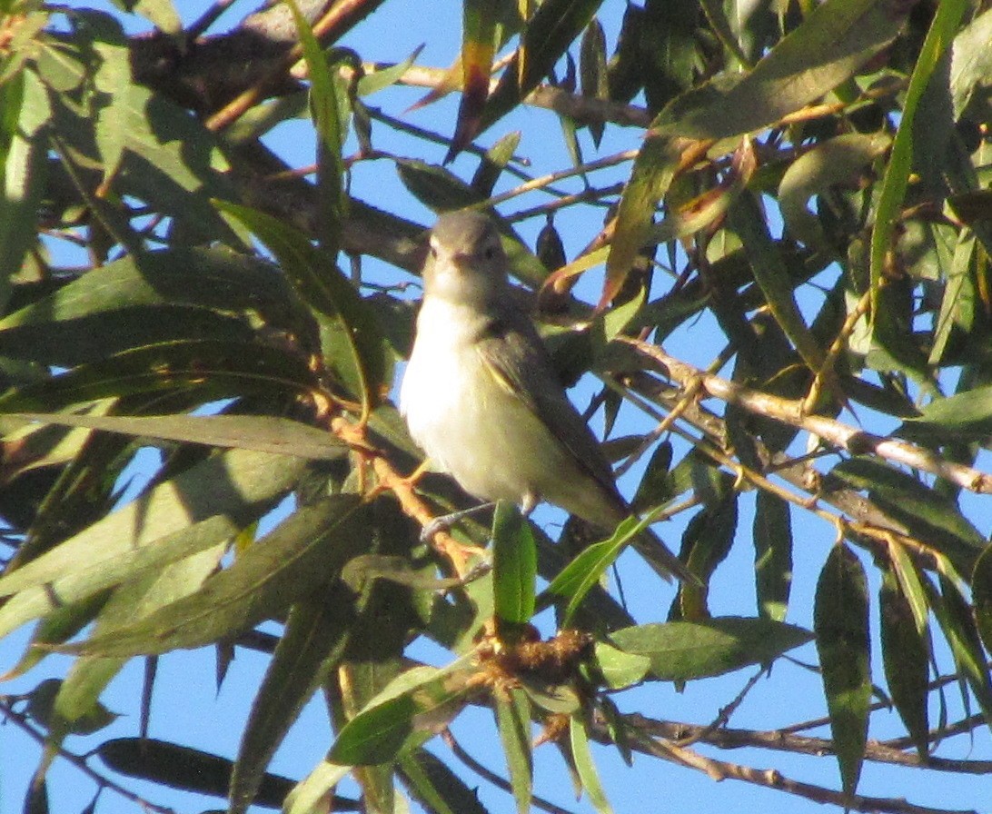 Warbling Vireo - ML276166201