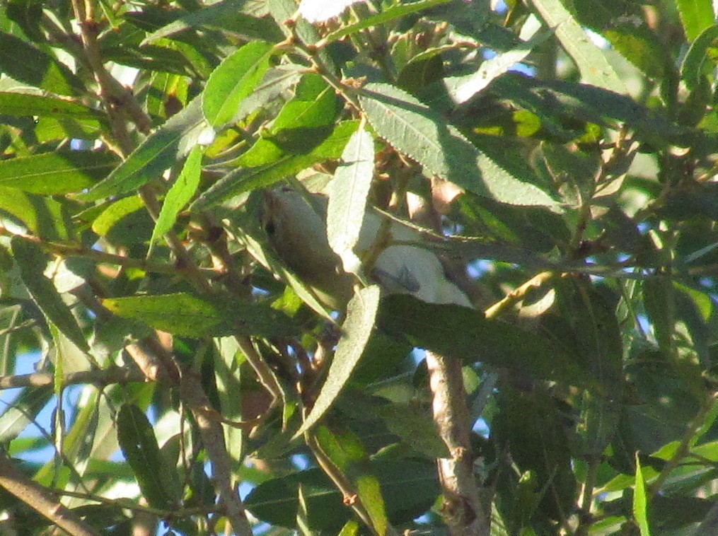 Sängervireo - ML276166231