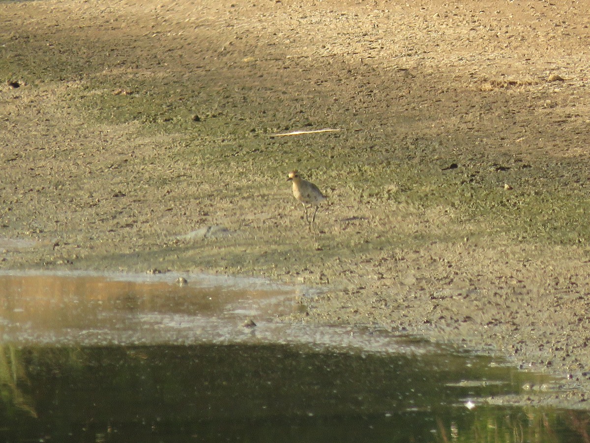 Pacific Golden-Plover - ML276166461