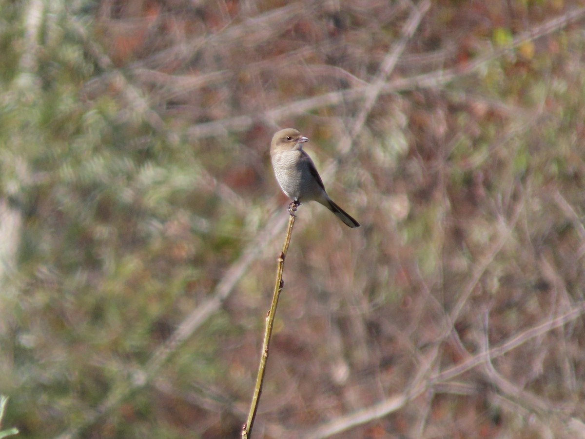 Northern Shrike - ML276167711