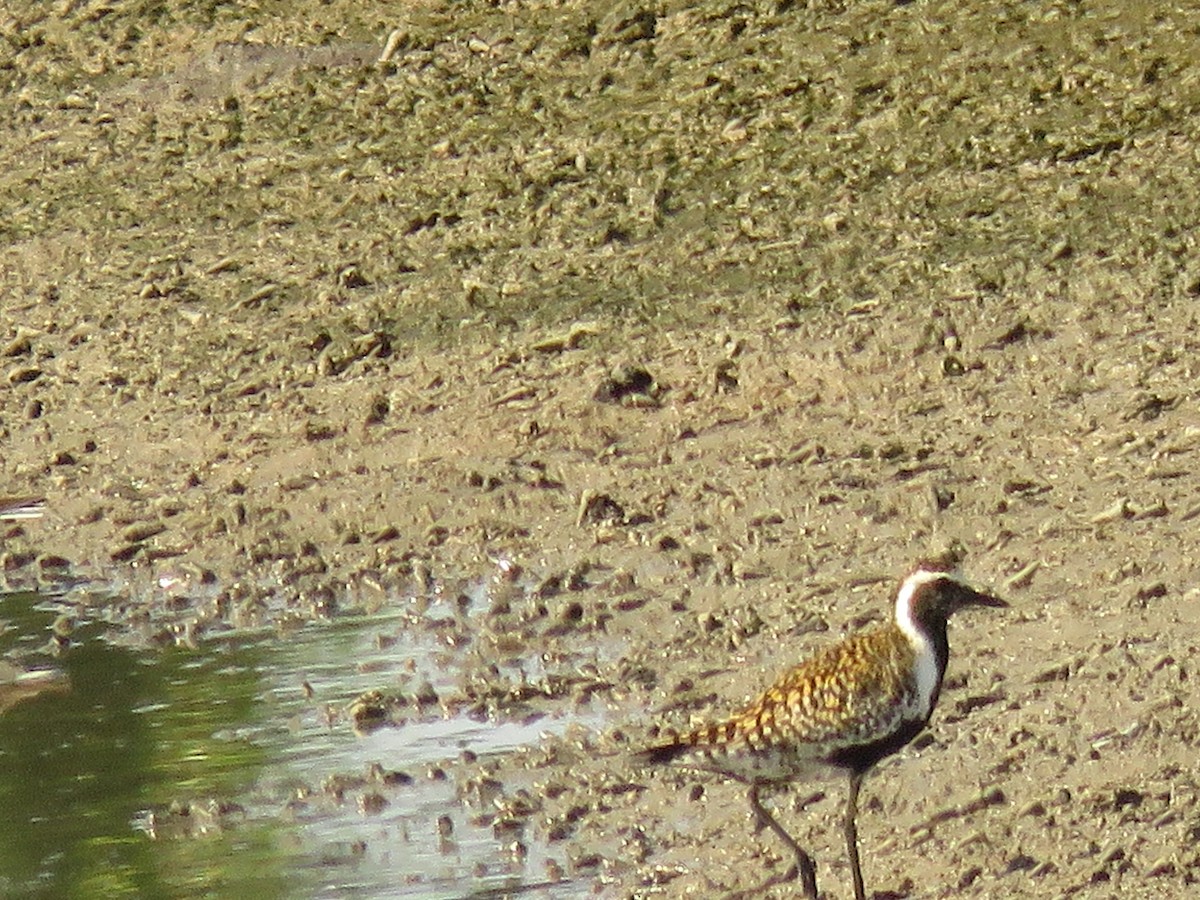 Pacific Golden-Plover - ML276167881