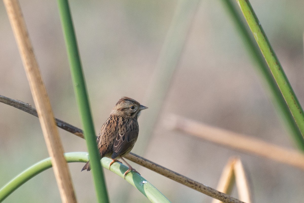 Lincoln's Sparrow - ML276168211