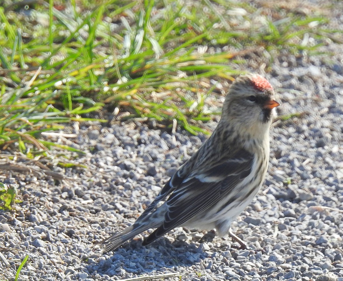 Redpoll (Common) - shelley seidman