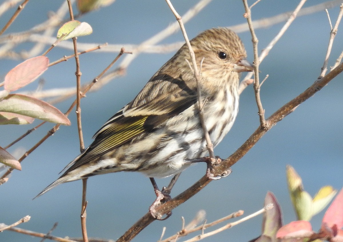 Pine Siskin - shelley seidman