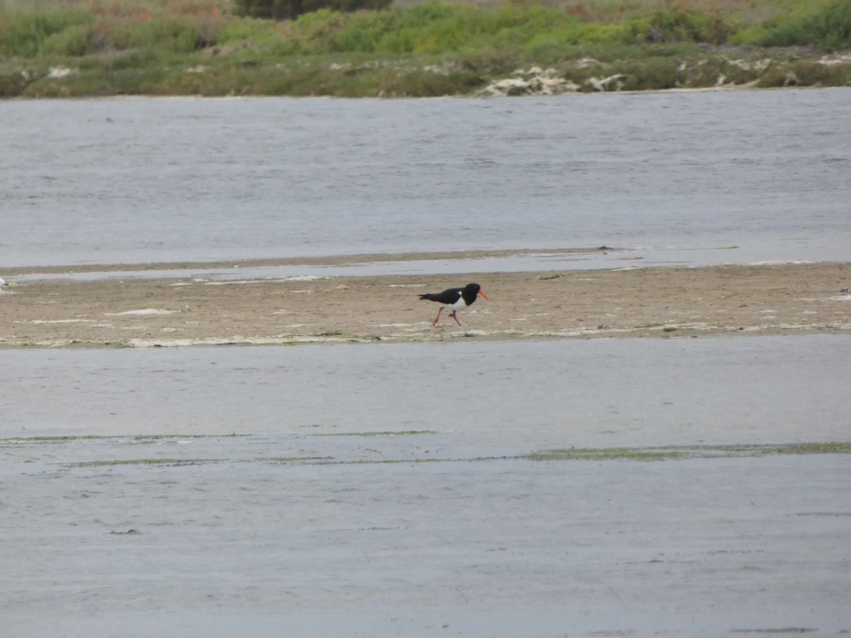 Pied Oystercatcher - ML276170171