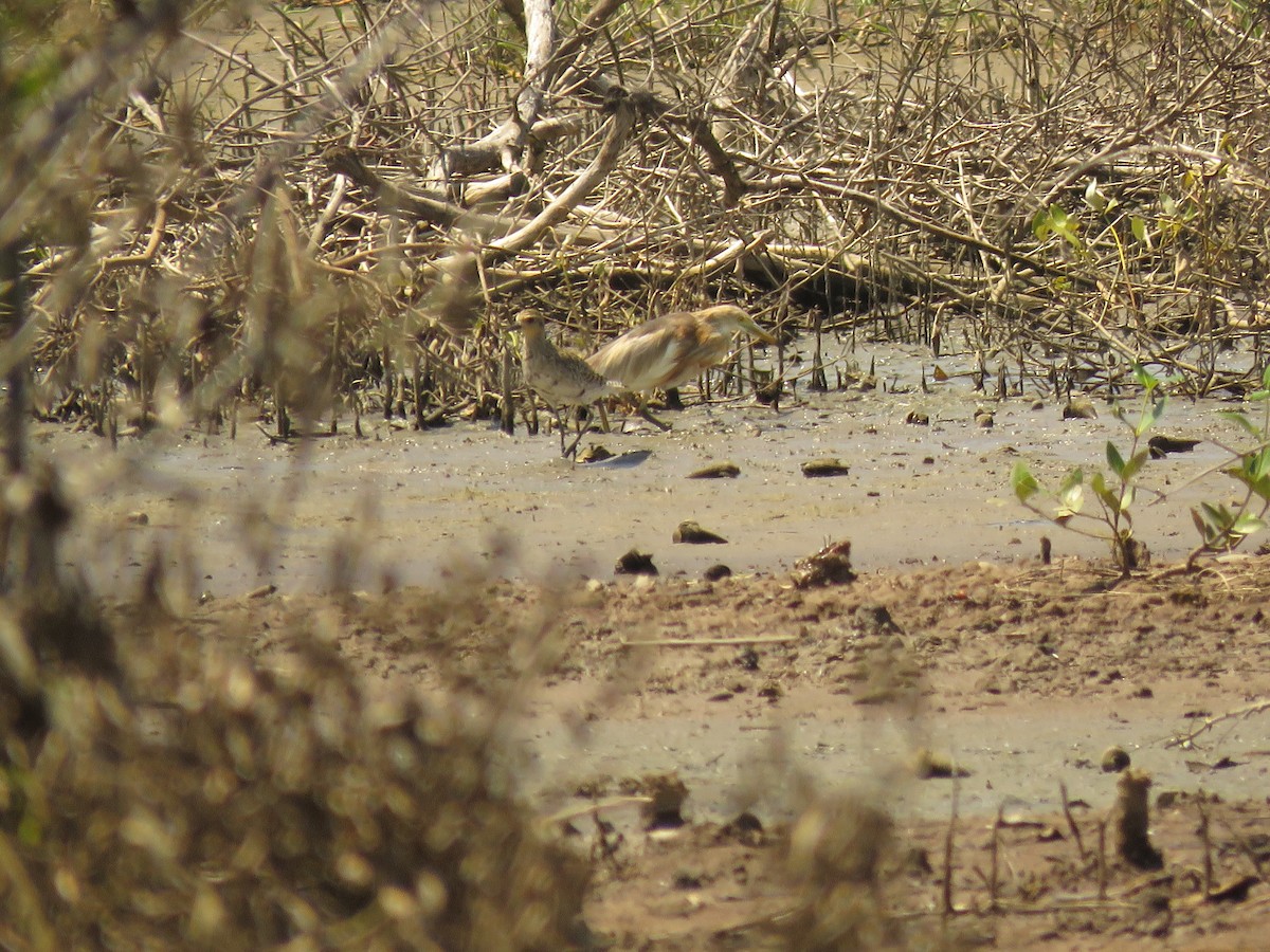 Pacific Golden-Plover - ML276170801