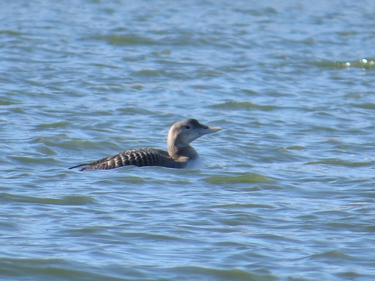 Yellow-billed Loon - Asher  Warkentin