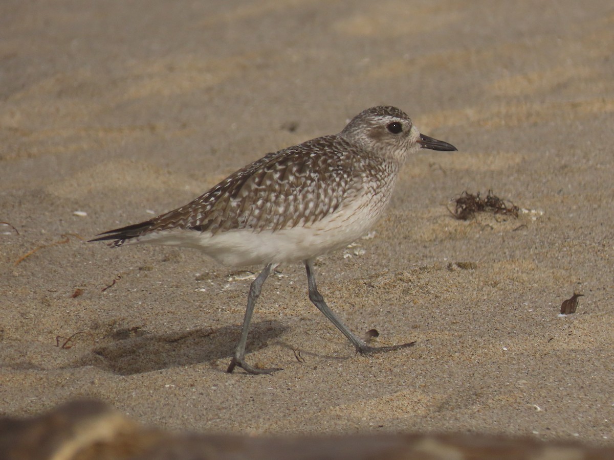 Black-bellied Plover - ML276173281