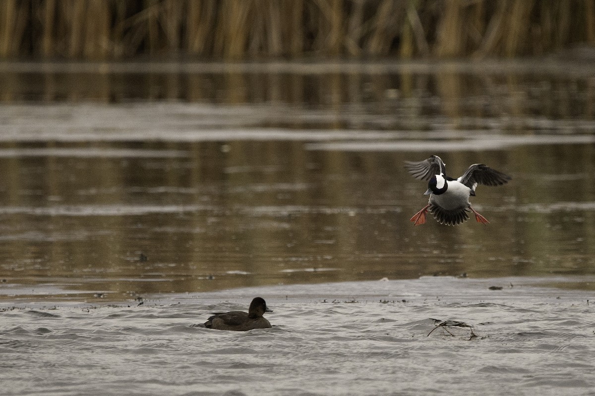 Bufflehead - Cam Nikkel