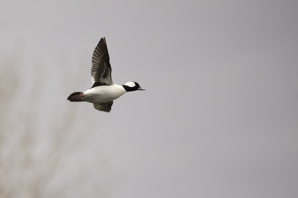 Bufflehead - Cam Nikkel