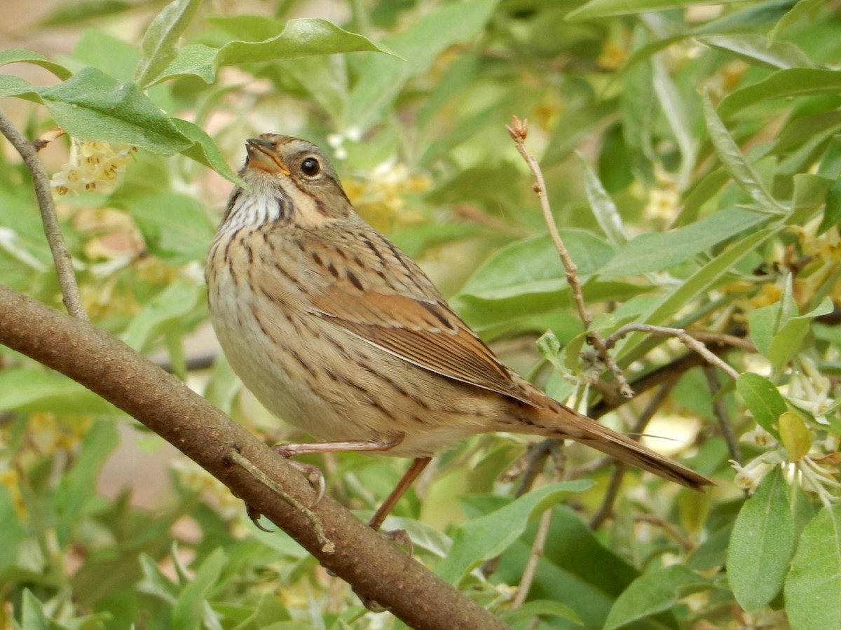 Lincoln's Sparrow - Daisy Paul