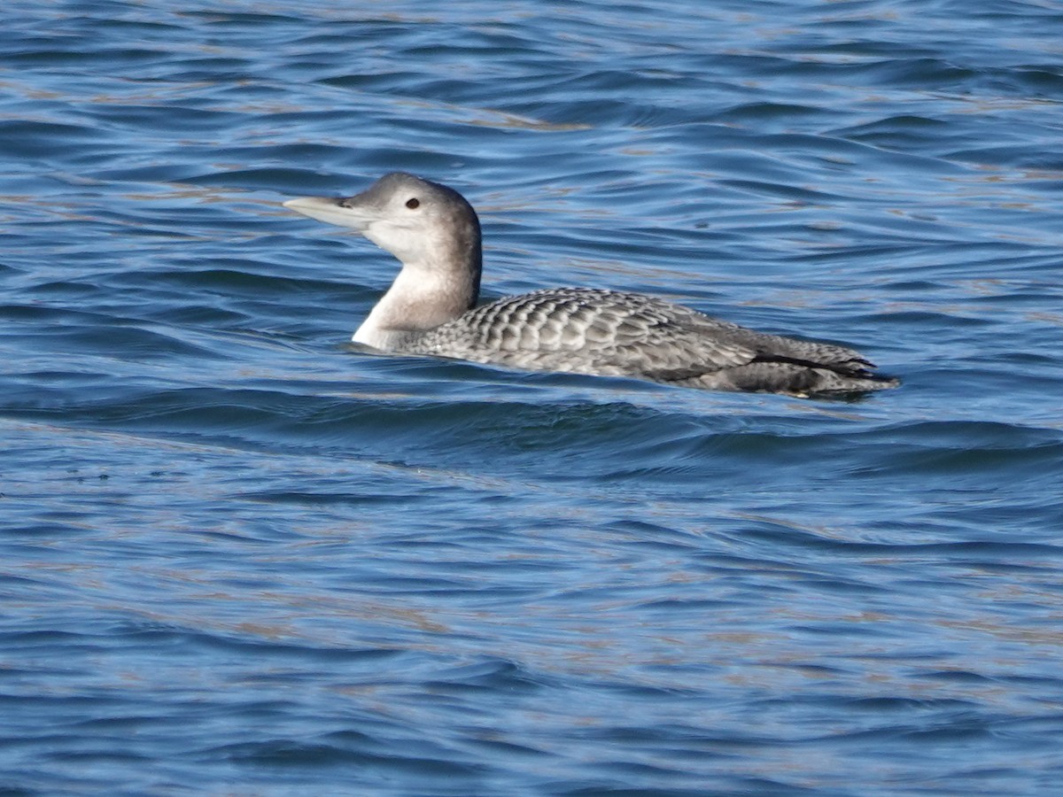 Yellow-billed Loon - Liz Soria