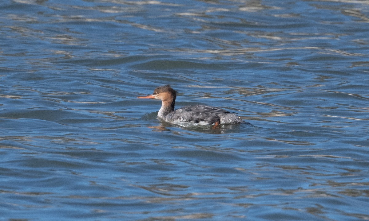 Red-breasted Merganser - ML276176901