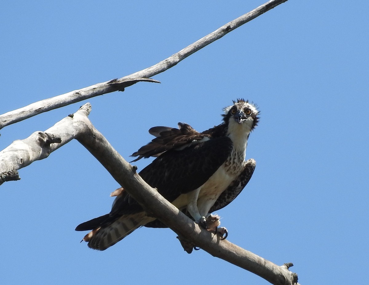 Águila Pescadora - ML276176911