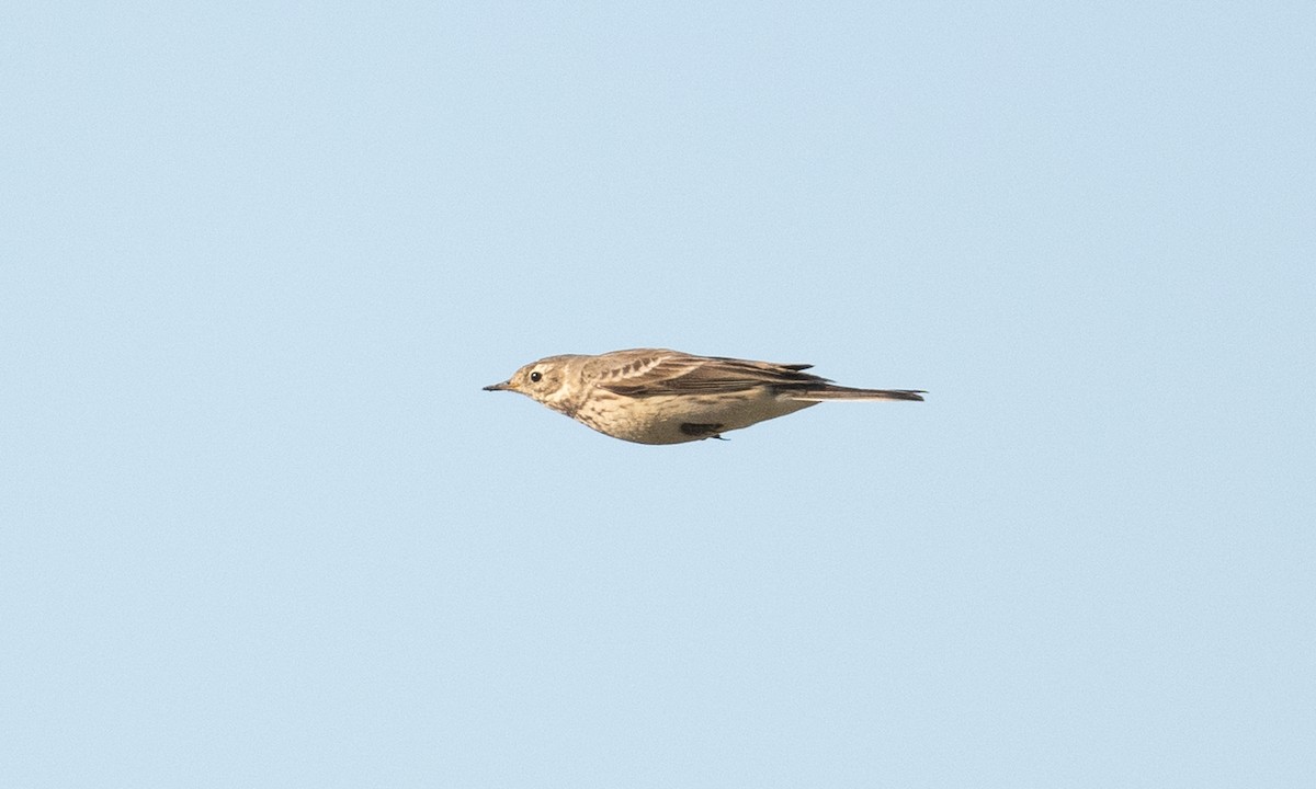 Pipit d'Amérique (groupe rubescens) - ML276177121