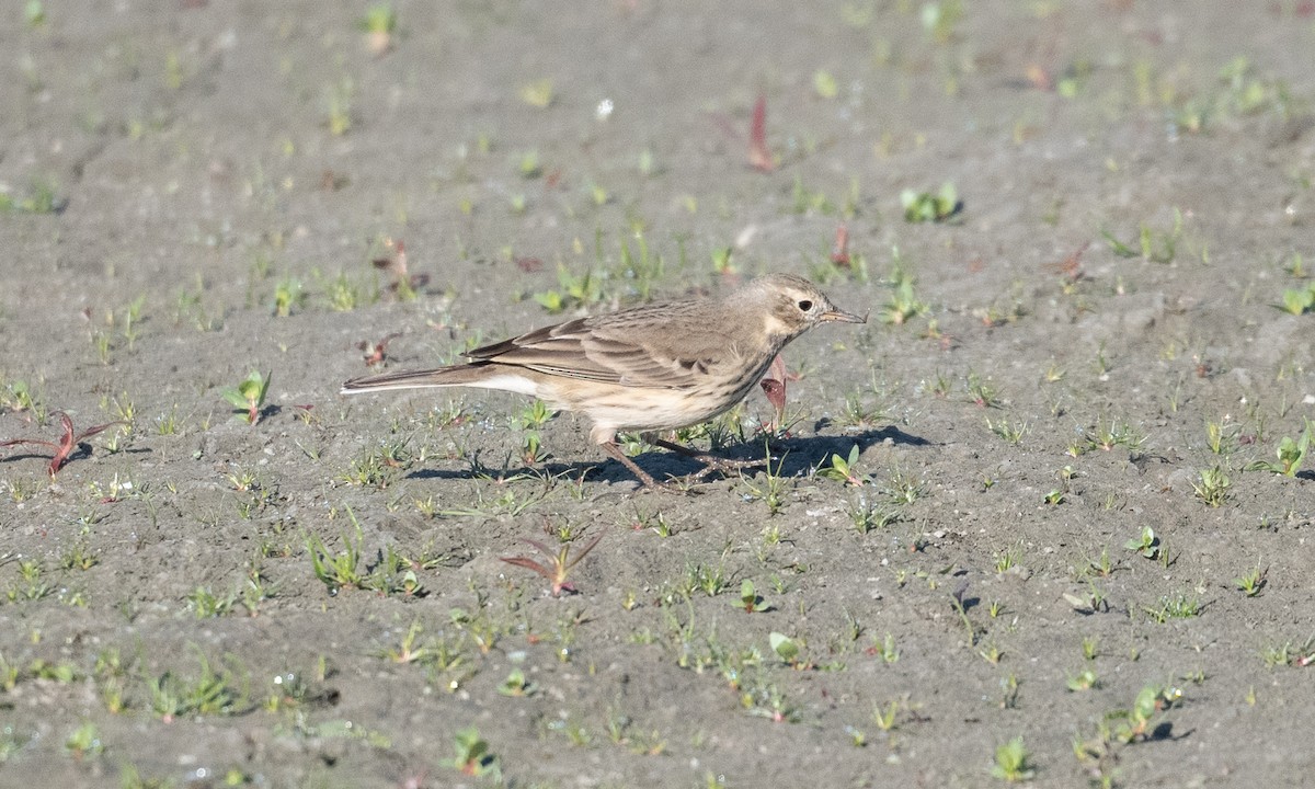 Pipit d'Amérique (groupe rubescens) - ML276177131