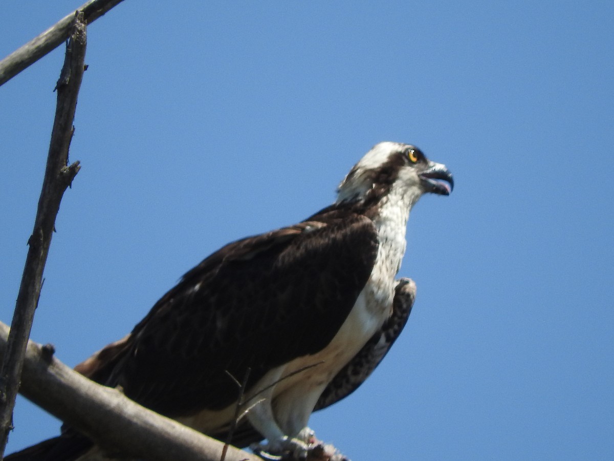 Águila Pescadora - ML276177211