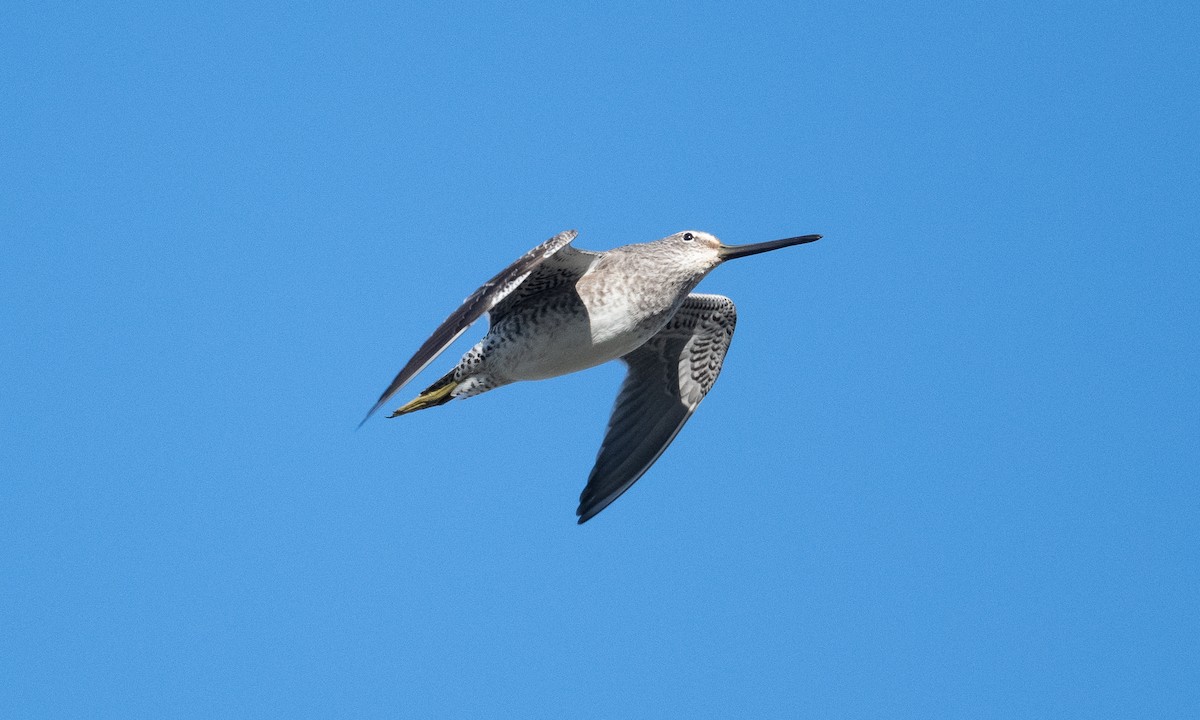 Long-billed Dowitcher - Brian Sullivan