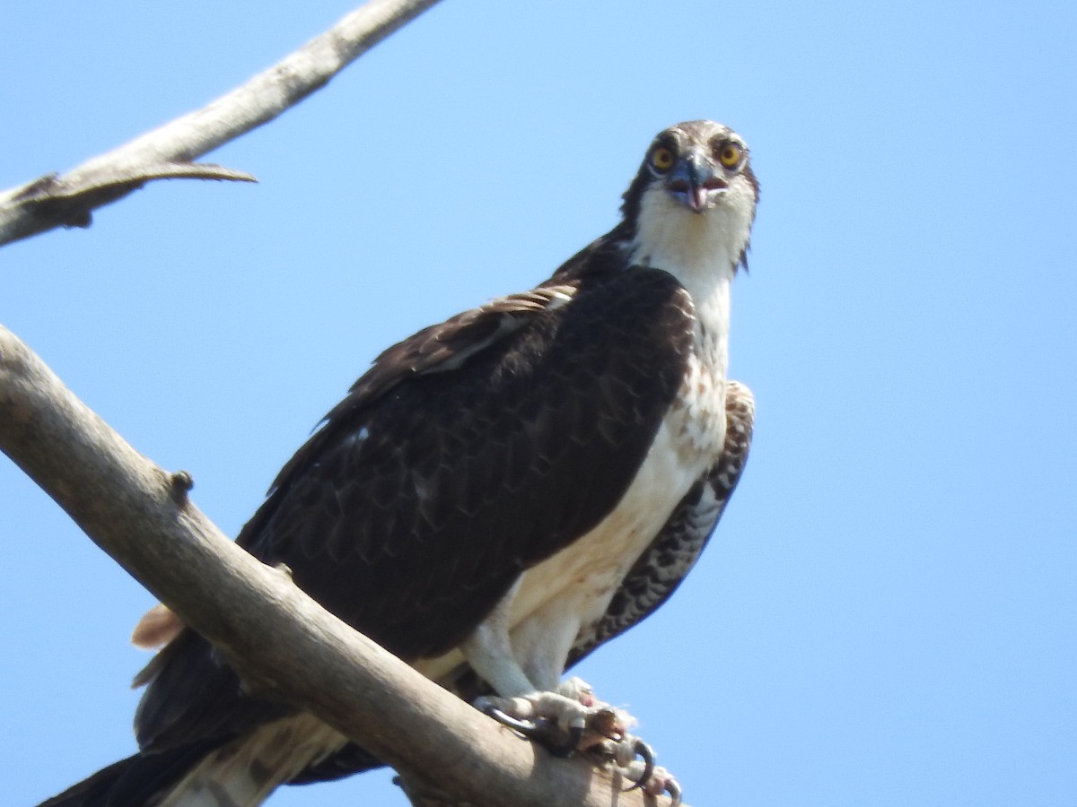 Osprey - Andres Alejandro  Caric