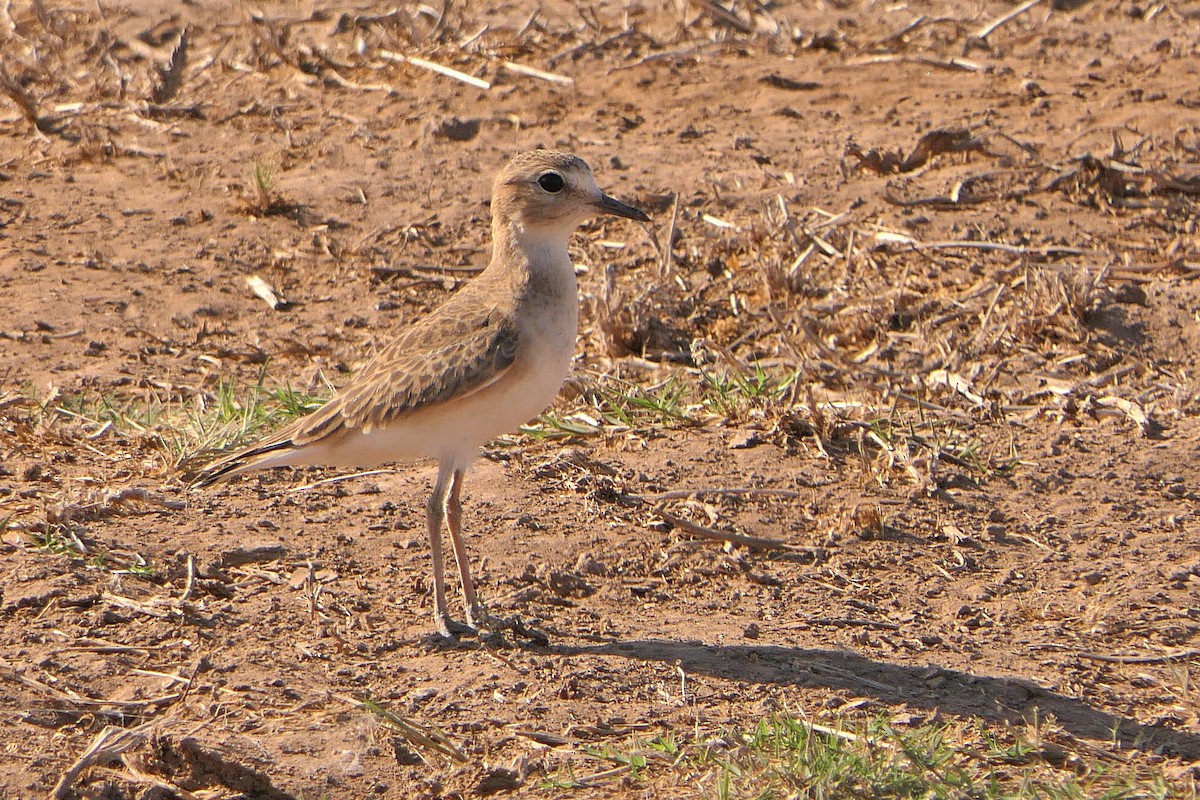 Mountain Plover - ML276177471