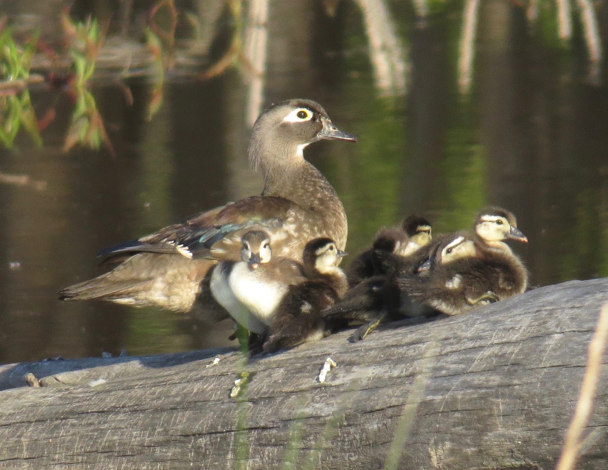 Wood Duck - Gerry Hawkins