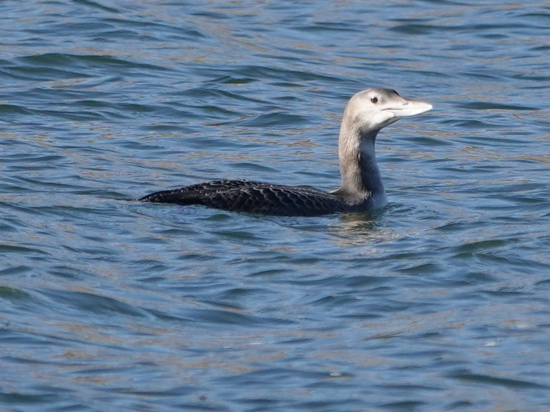 Yellow-billed Loon - Liz Soria