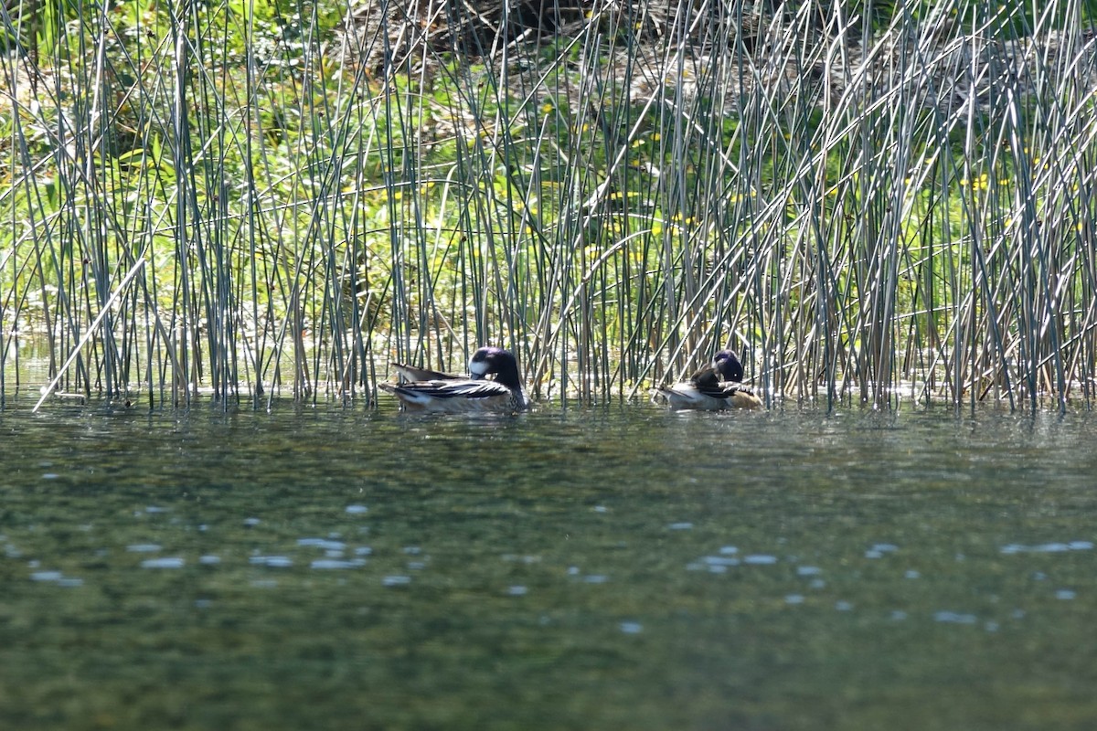 Chiloe Wigeon - ML276178191