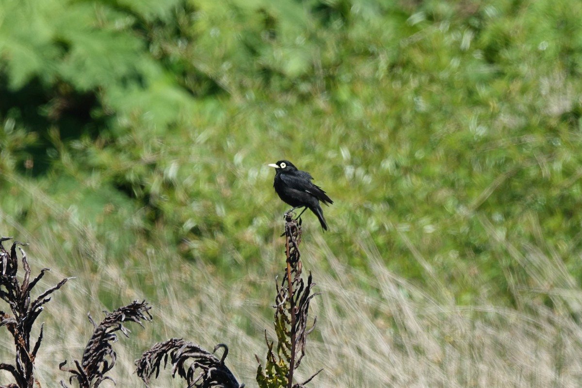 Spectacled Tyrant - ML276178221