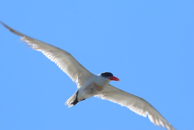 Caspian Tern - Steve Keith