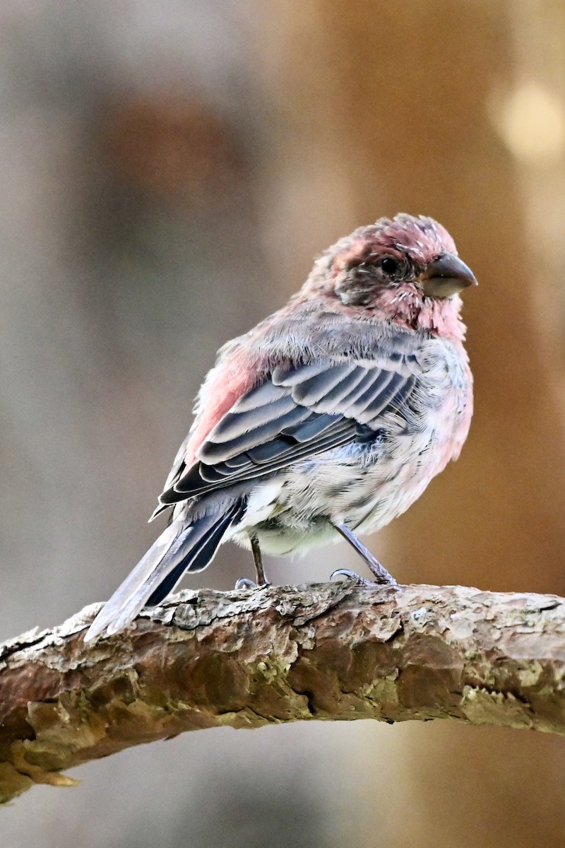 House Finch - Tom Shepard