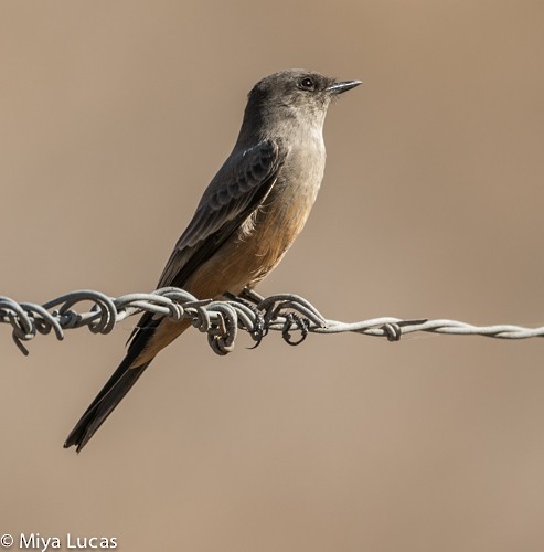 Say's Phoebe - ML276179311