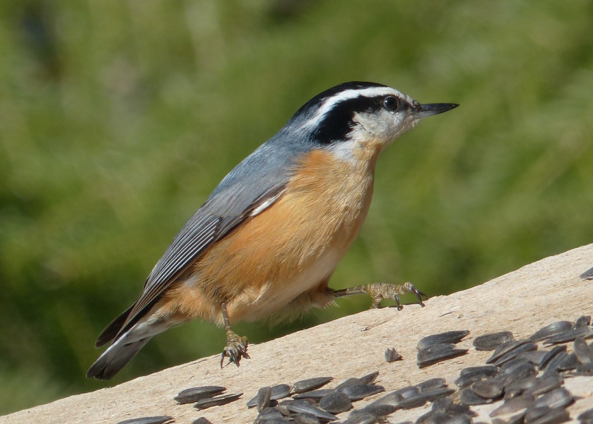 Red-breasted Nuthatch - Alain Sylvain