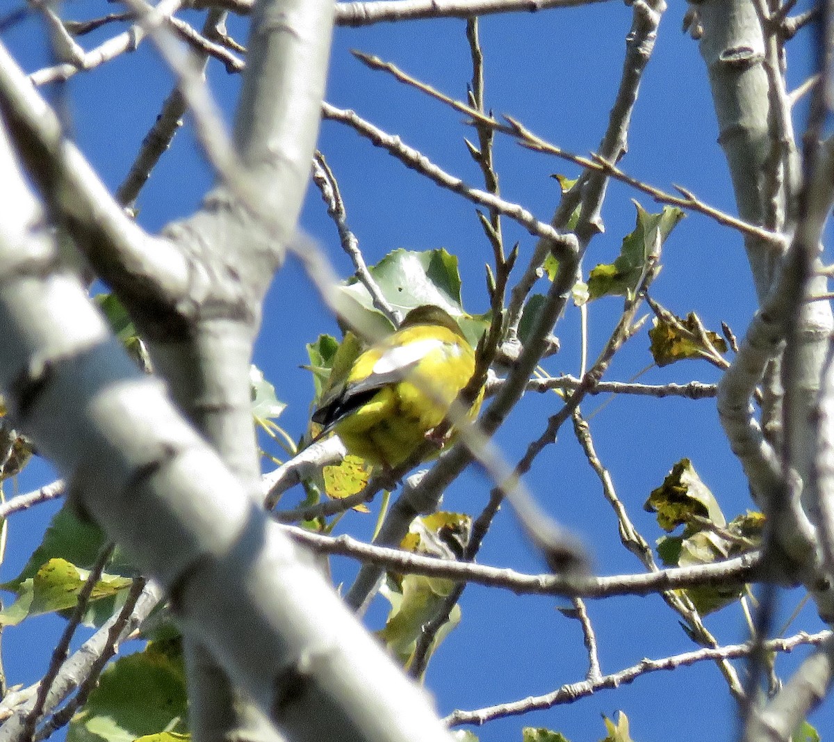 Evening Grosbeak - ML276182281