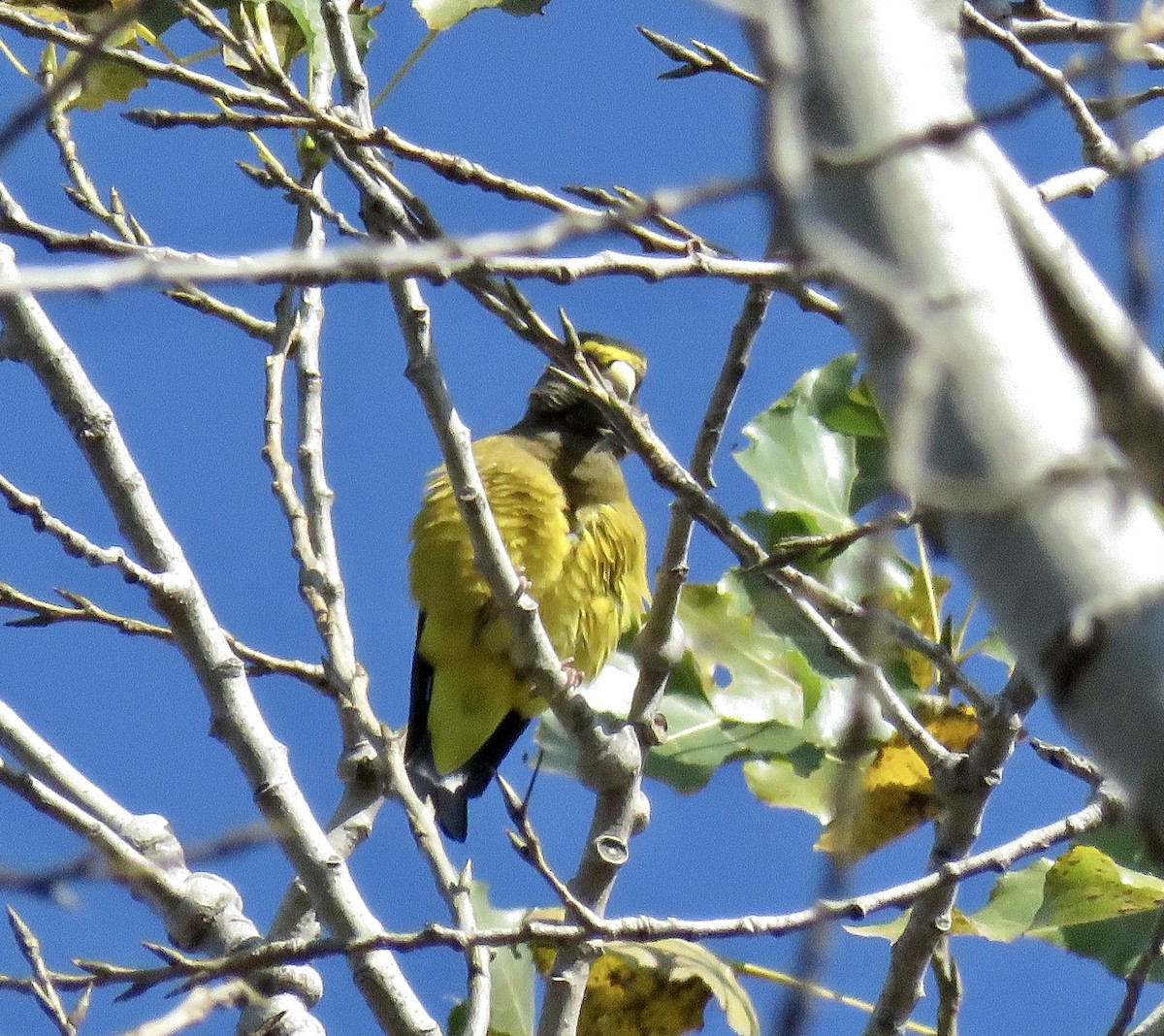 Evening Grosbeak - ML276182311