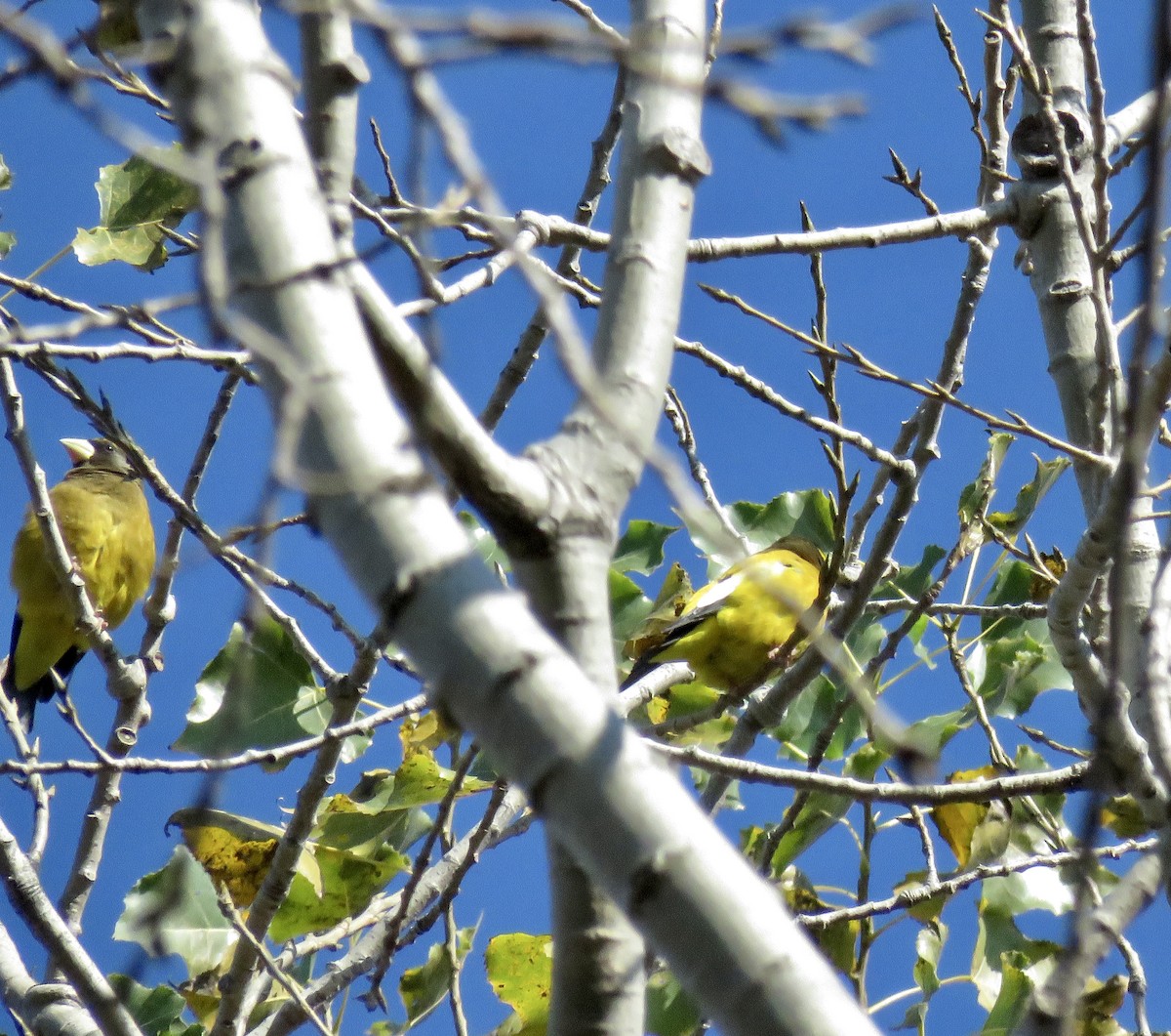 Evening Grosbeak - ML276182331