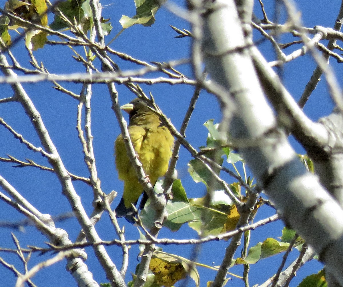 Evening Grosbeak - ML276182361