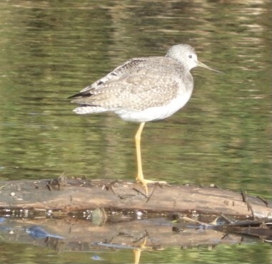 Greater Yellowlegs - ML276184421