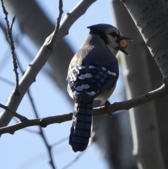 Blue Jay - ML276184881