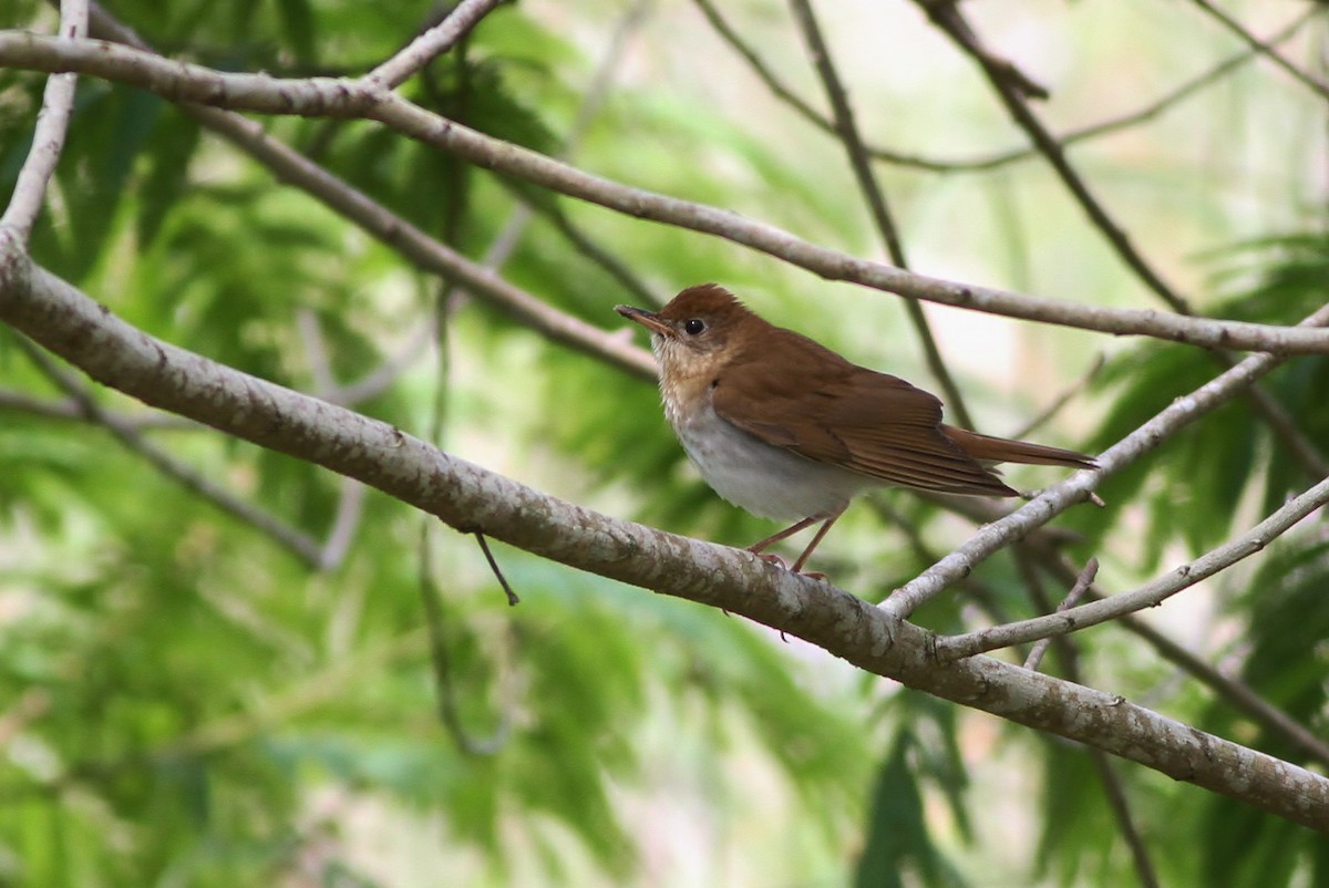 Veery - ML27618591