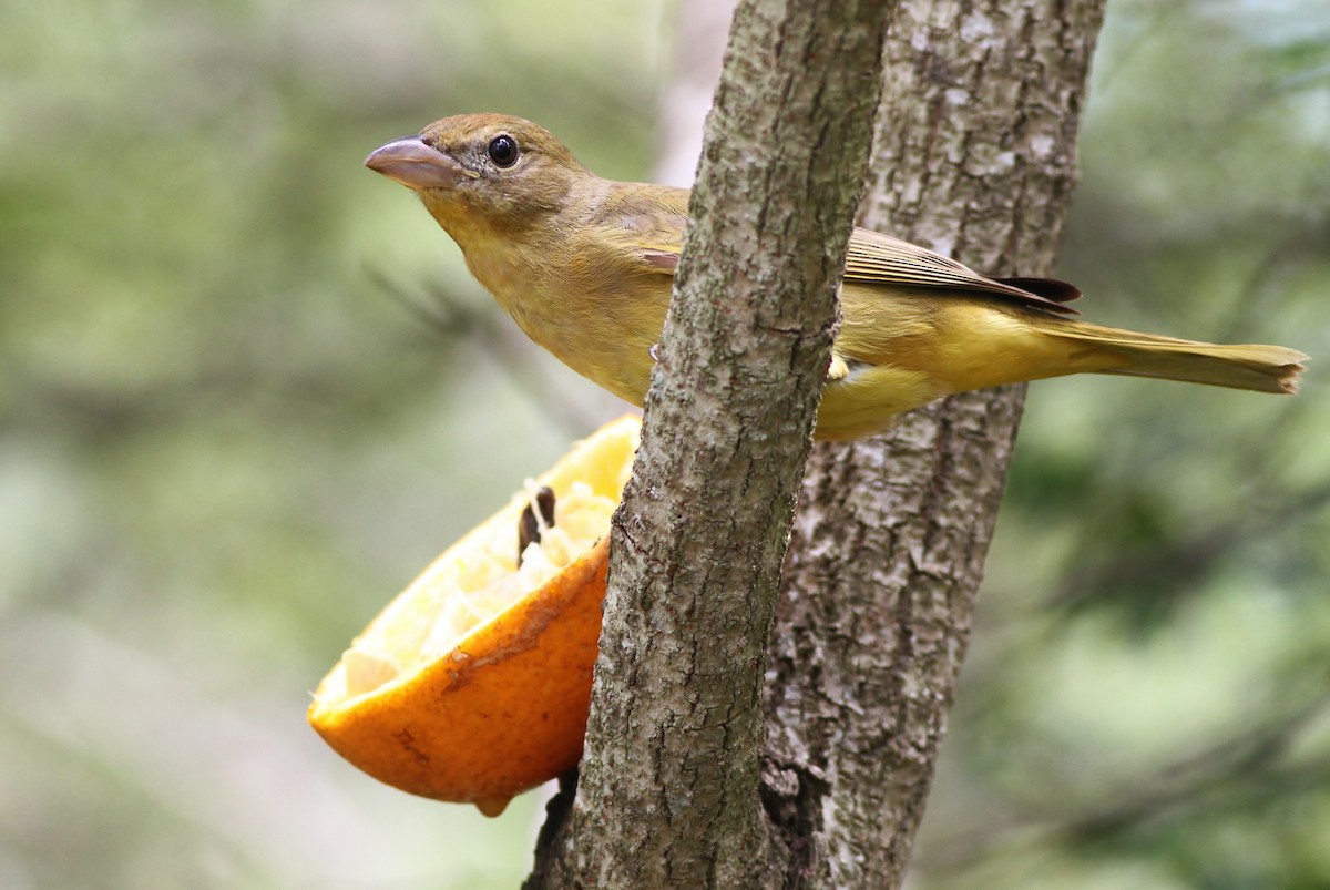 Summer Tanager - ML27618621